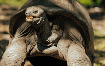 Enclos à tortues