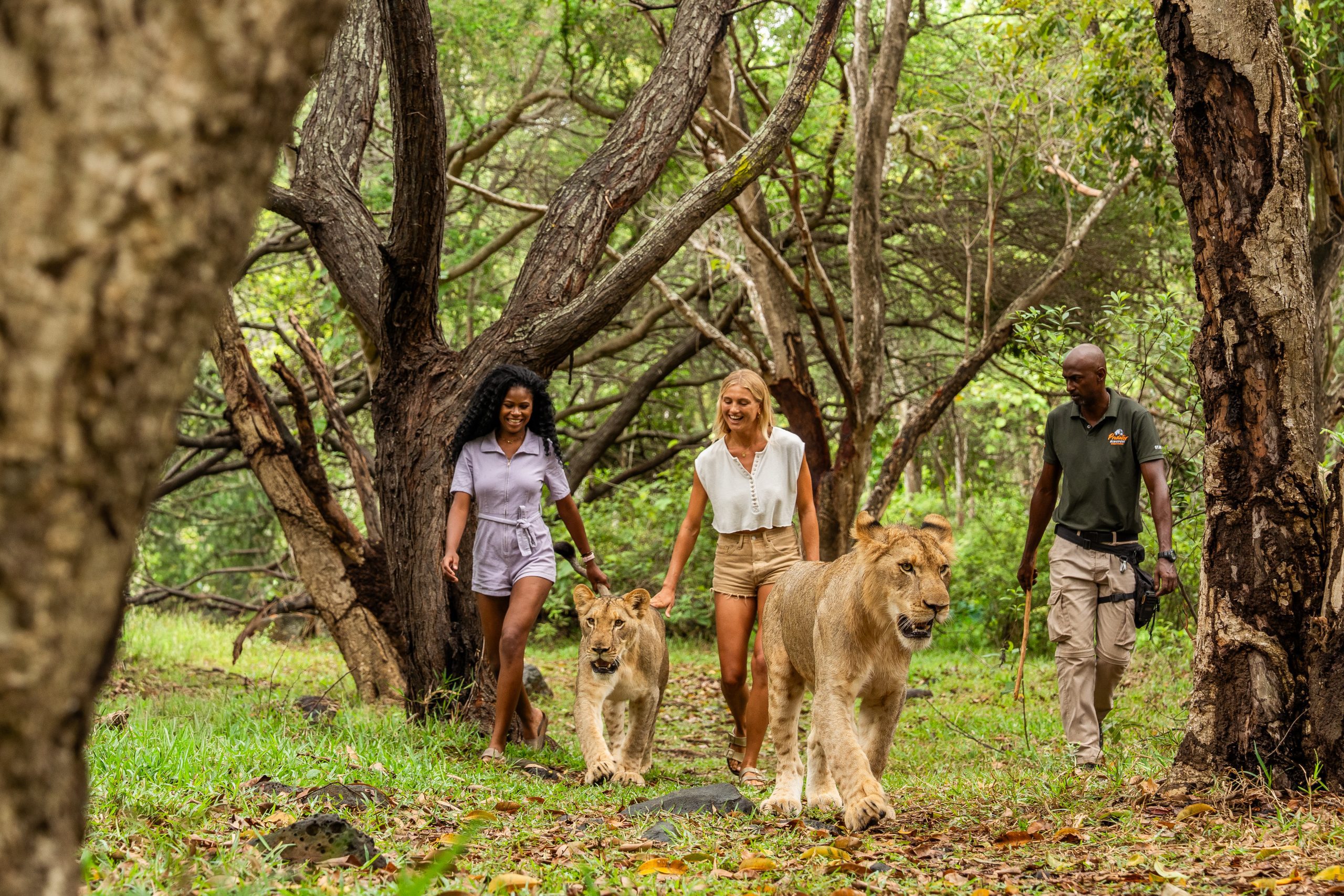 Casela-Walk-with-Lion-Blog