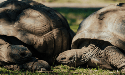 Meet the Gentle Giants of Tamarina : The Aldabra Tortoises