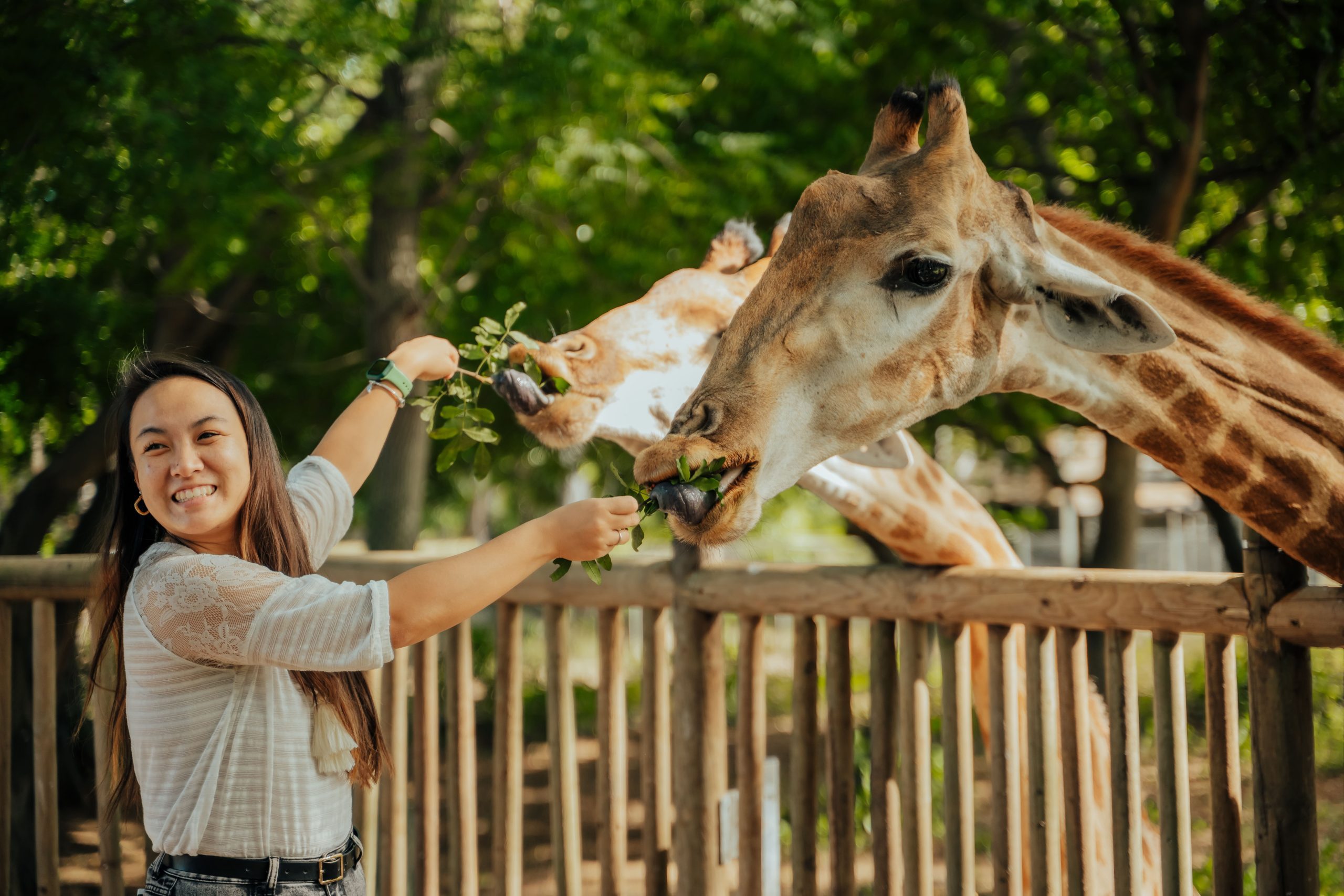 Casela Giraffe Experience