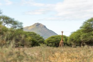 caselaparks giraf lokal